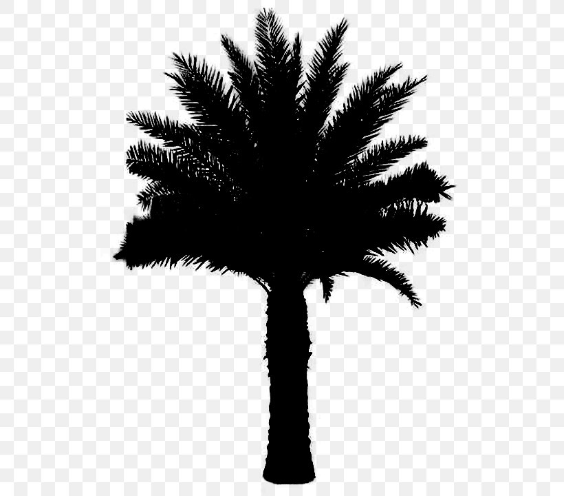 Asian Palmyra Palm Black & White, PNG, 720x720px, Asian Palmyra Palm, Arecales, Attalea Speciosa, Black White M, Blackandwhite Download Free