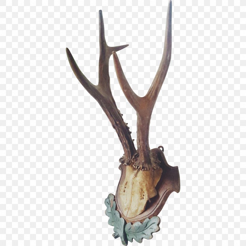 Deer Antler Horn, PNG, 1420x1420px, Deer, Antler, Horn Download Free