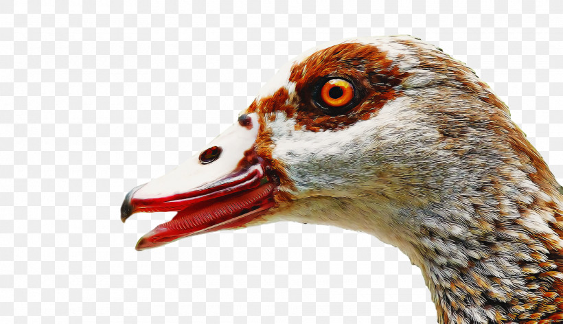 Goose Wild Animal, PNG, 1920x1106px, Goose, Animal, Beak, Bird, Closeup Download Free