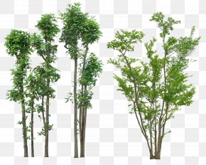 Tree - Tree Plant Landscape PNG