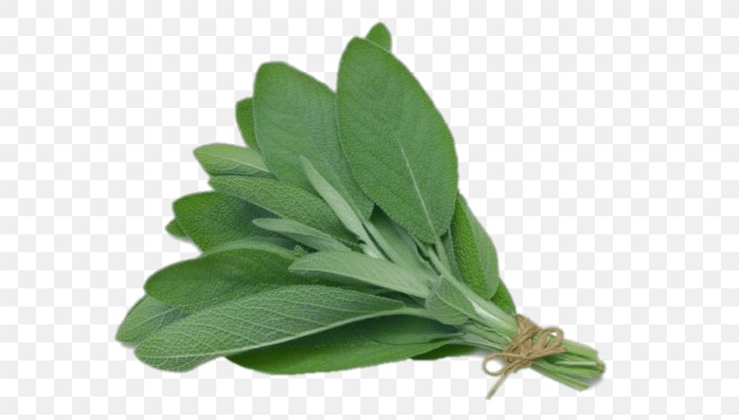 Common Sage Herb Leaf Sage Oil Medicinal Plants, PNG, 700x466px, Watercolor, Cartoon, Flower, Frame, Heart Download Free