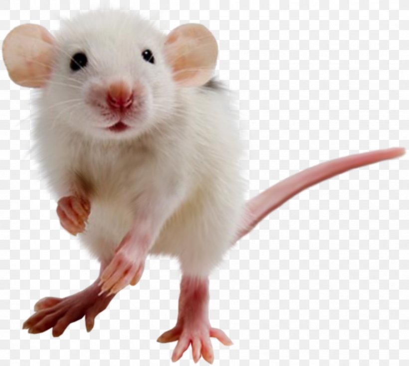 Computer Mouse Rat Murids, PNG, 1246x1114px, Mouse, Computer Mouse, Dormouse, Fauna, Gerbil Download Free