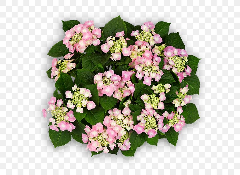 Flower French Hydrangea Pink Blue Hydrangea Serrata, PNG, 600x600px, Flower, Annual Plant, Blue, Color, Cornales Download Free