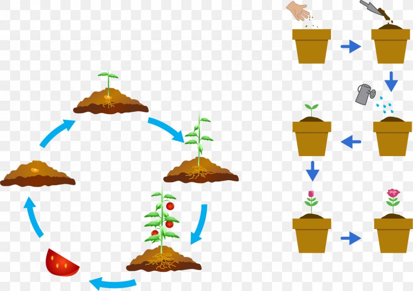 Plant Development Seed Clip Art, PNG, 1419x1001px, Plant, Clip Art, Diagram, Food, Illustration Download Free