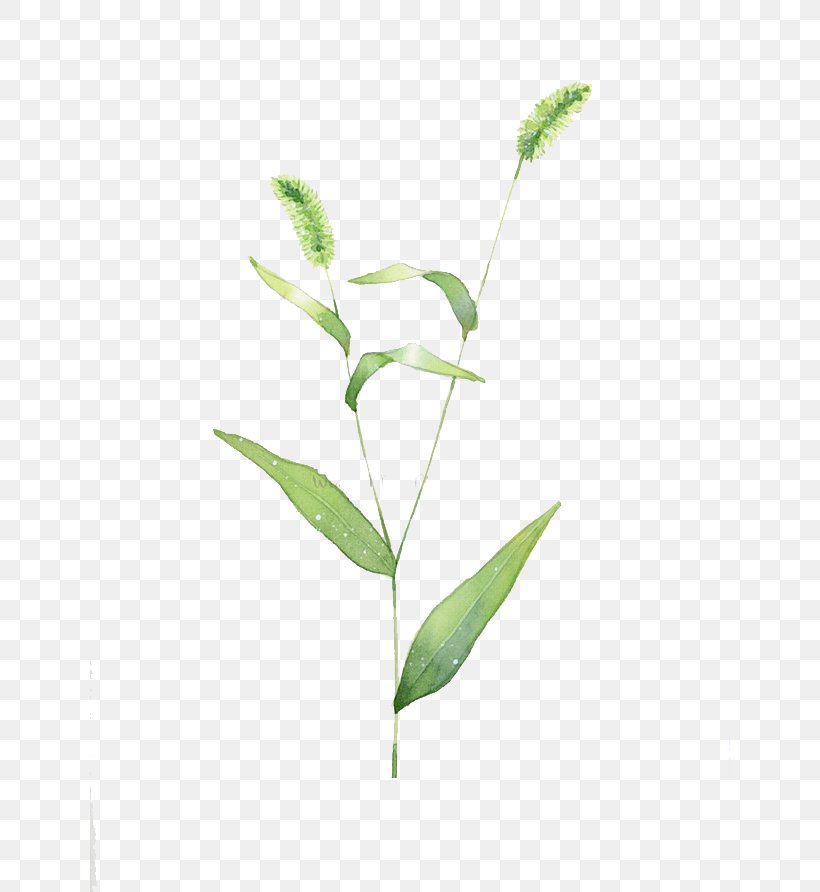 Setaria Viridis Dog Tail, PNG, 640x892px, Setaria Viridis, Branch, Dog, Flower, Grasses Download Free