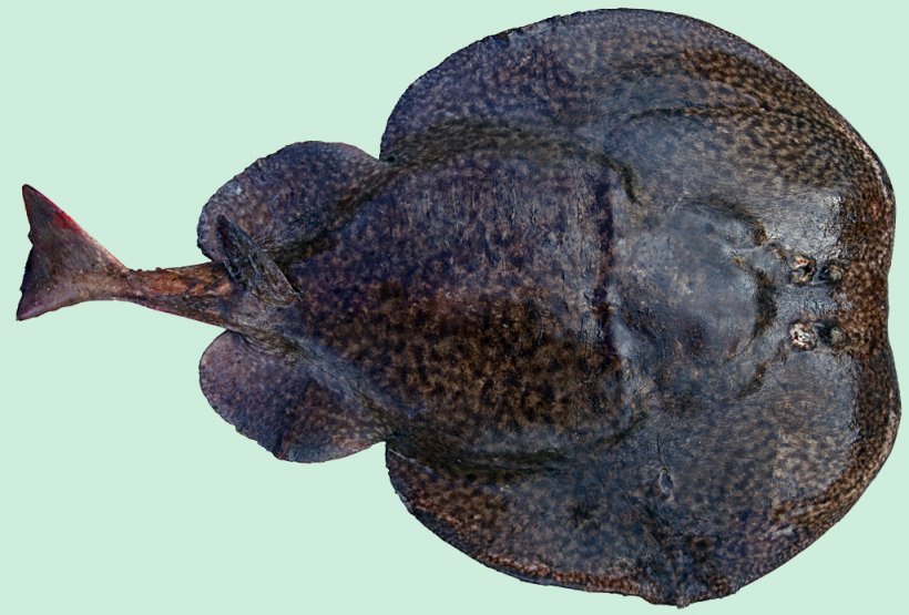 Shark Atlantic Torpedo Fish Common Torpedo Marbled Electric Ray, PNG, 1026x695px, Shark, Batoidea, Electric Eel, Electricity, Fish Download Free