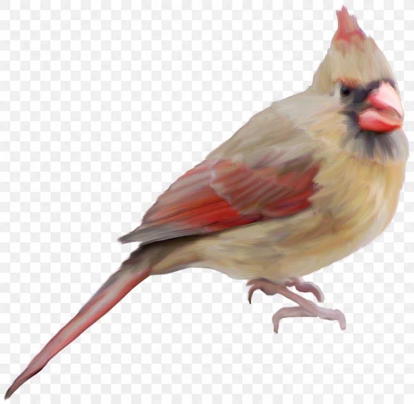 Bird Clip Art, PNG, 1484x1449px, Bird, Albom, Beak, Cardinal, Data Compression Download Free