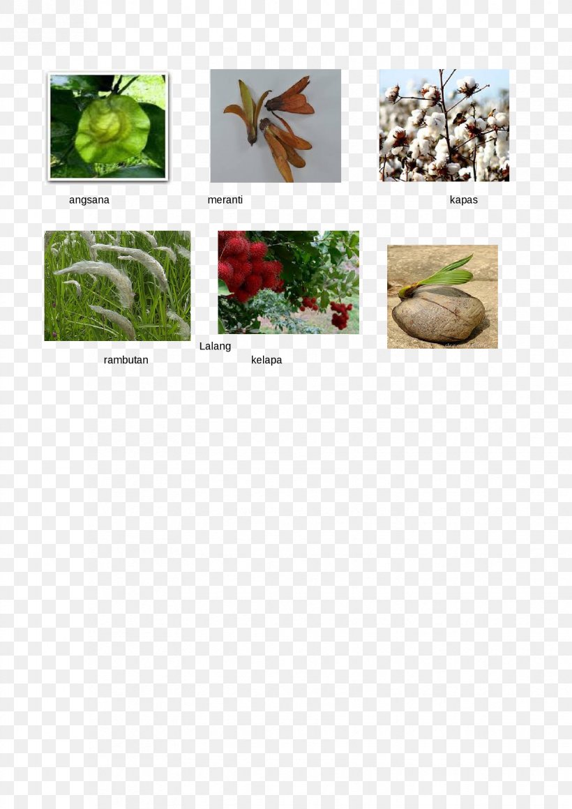 Brand Textile Industry Cotton, PNG, 1653x2339px, Brand, Cotton, Flora, Grass, Herb Download Free
