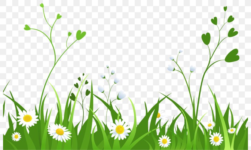Clip Art Openclipart Image Free Content Vector Graphics, PNG, 800x492px, Lawn, Chamaemelum Nobile, Computer, Daisy, Daisy Family Download Free