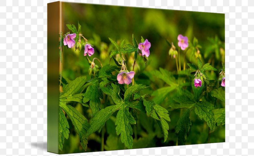 Crane's-bill Violet Herb Wildflower Family, PNG, 650x504px, Violet, Family, Flora, Flower, Flowering Plant Download Free