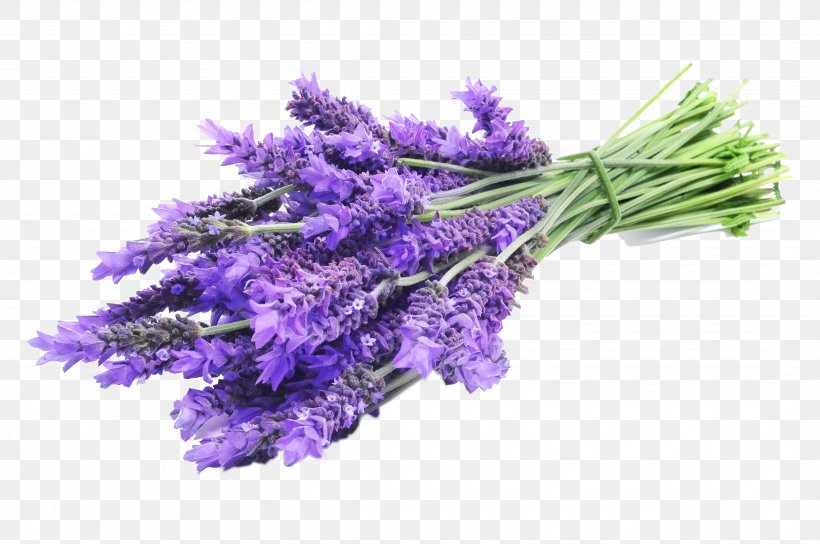 English Lavender Lavandula Latifolia Lavender Oil Herbal Distillate Essential Oil, PNG, 4288x2848px, English Lavender, Cut Flowers, Essential Oil, Flower, Flowering Plant Download Free