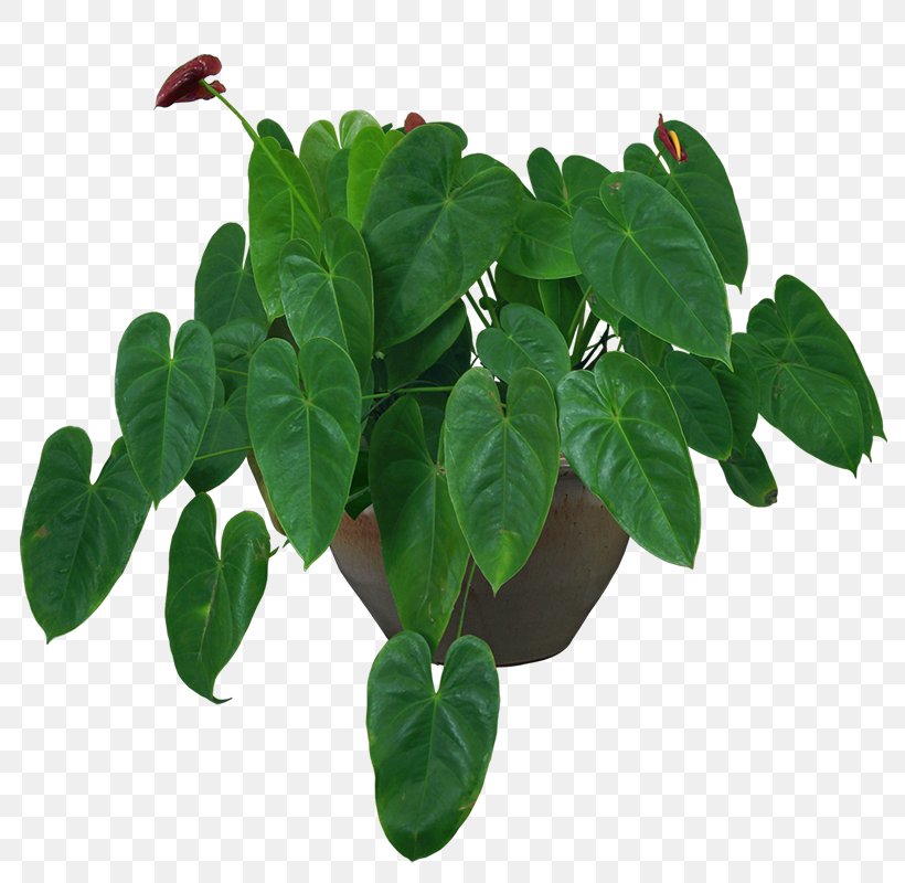 Houseplant Flowerpot Vase, PNG, 800x800px, Plant, Branch, Decorative Arts, Dracaena, Flowerpot Download Free
