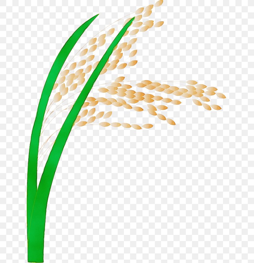 Watercolor Plant, PNG, 648x851px, Watercolor, Food Grain, Grain, Grass, Grass Family Download Free