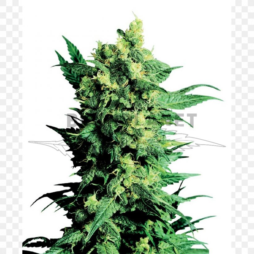 Shiva Cannabis Sensi Seeds Marijuana, PNG, 1000x1000px, Shiva, Cannabidiol, Cannabis, Cannabis Cultivation, Grow Shop Download Free