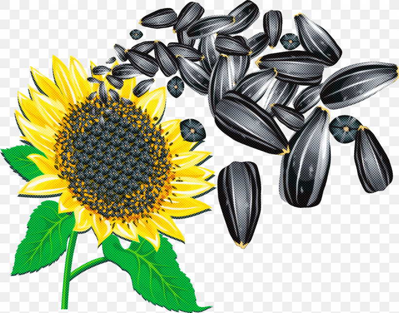 Sunflower Summer Flower, PNG, 1275x1000px, Sunflower, Calorie, Common Sunflower, Dandelion, Health Food Download Free