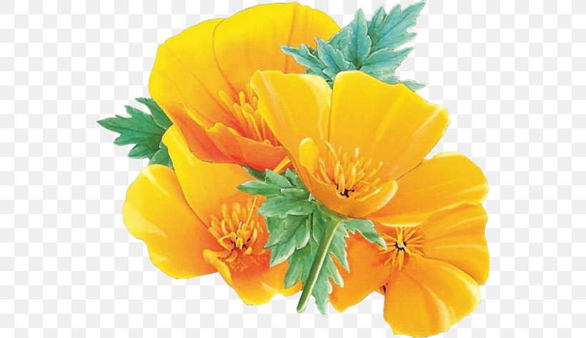 Yellow Flower California Poppy Clip Art, PNG, 550x474px, Yellow, California Poppy, Cerise, Color, Data Compression Download Free