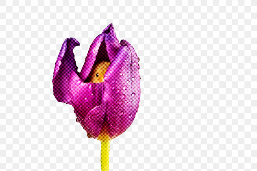 Plant Stem Tulip Lilies Petal Lilac M, PNG, 1200x800px, Plant Stem, Biology, Closeup, Flower, Lilac M Download Free