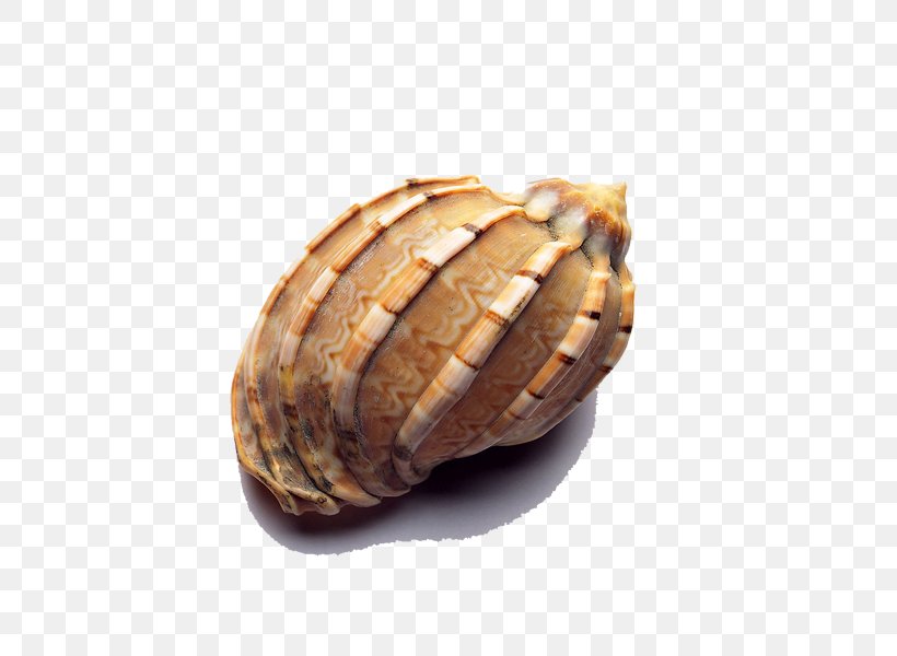 Seashell Icon, PNG, 600x600px, Seashell, Adobe Premiere Pro, Clam, Clams Oysters Mussels And Scallops, Commodity Download Free