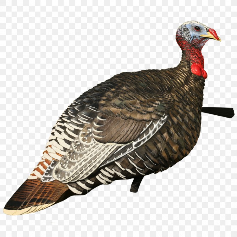 Turkey Hunting Decoy Galliformes, PNG, 863x863px, Turkey, Avian Influenza, Beak, Bird, Decoy Download Free
