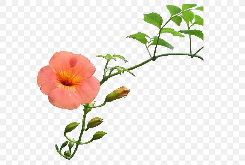 Cut Flowers Petal Blog Poppy Anemone, PNG, 600x555px, Cut Flowers, Annual Plant, Blog, Branch, Flower Download Free