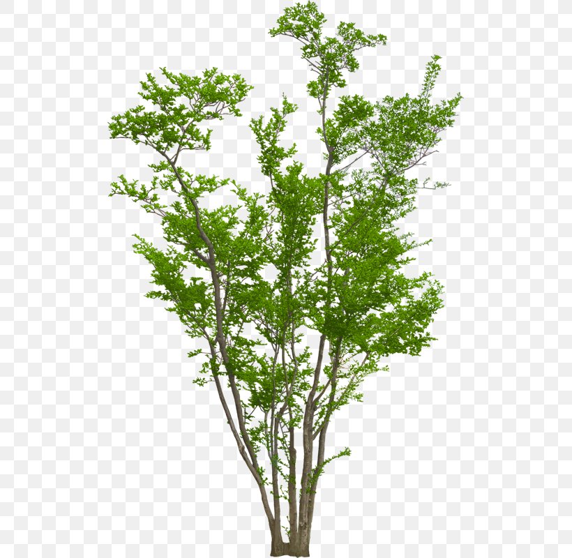 Family Tree Background, PNG, 511x800px, Tree, Anthriscus, Branch, Chervil, Fall Tree Download Free