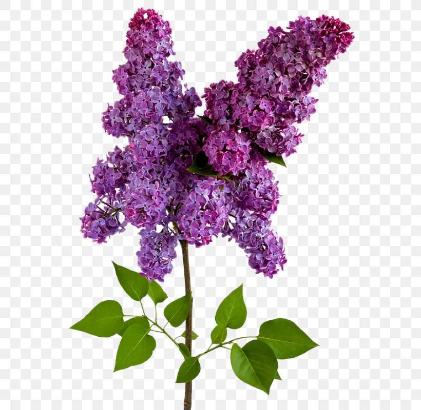 Lilac Wisteria Flower, PNG, 596x800px, Lilac, Annual Plant, Color, Common Lilac, Cut Flowers Download Free