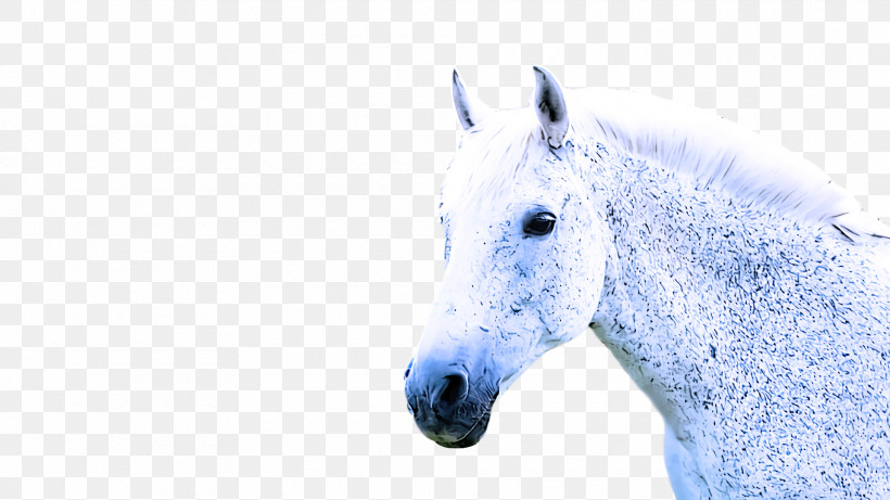 Mustang Stallion Snout Horse, PNG, 1920x1080px, Mustang, Horse, Snout, Stallion Download Free