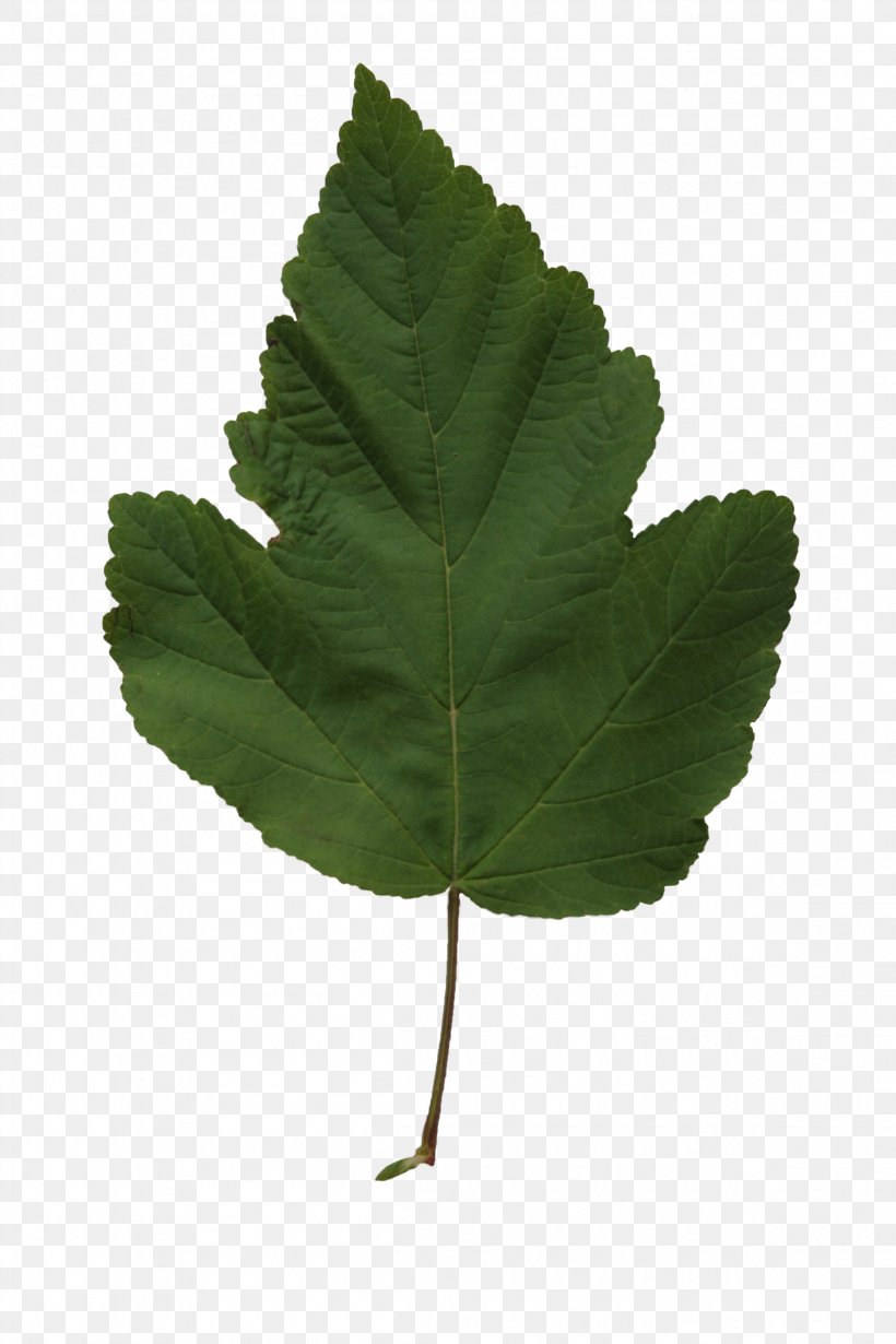 Populus Balsamifera Leaf Populus Nigra Tree Populus Trichocarpa, PNG, 2304x3456px, Populus Balsamifera, Alder, Alpha Channel, Cottonwood, Leaf Download Free