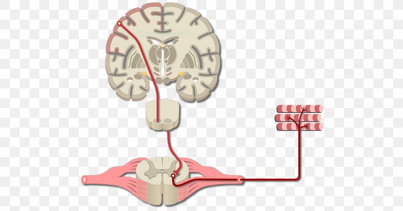 Brain Primary Motor Cortex Cerebral Cortex Primary Somatosensory Cortex, PNG, 1200x630px, Watercolor, Cartoon, Flower, Frame, Heart Download Free