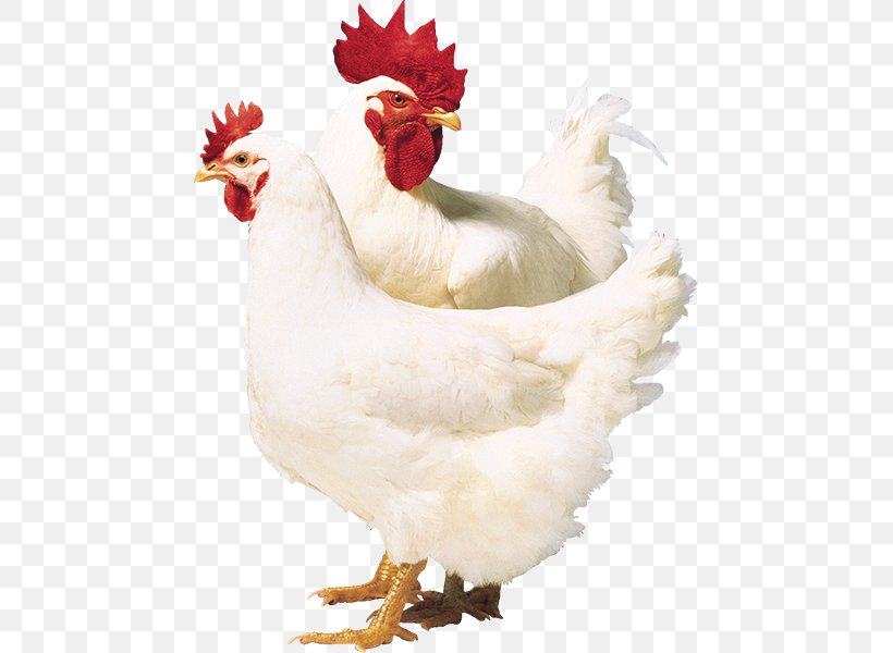 Broiler Chicken Poultry Ross Stores, PNG, 463x600px, Broiler, Agriculture, Beak, Bird, Chicken Download Free