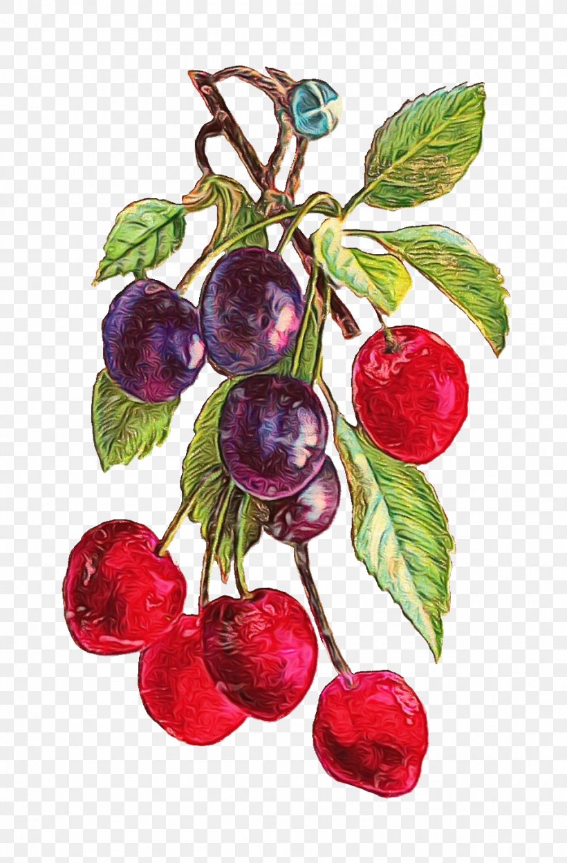 European Plum Fruit Plant Cherry Food, PNG, 951x1449px, Watercolor, Berry, Cherry, European Plum, Flower Download Free