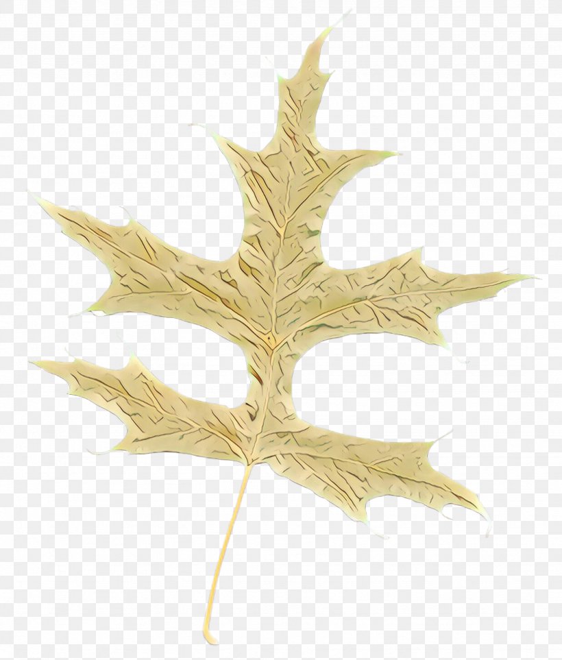 Maple Leaf, PNG, 1844x2167px, Cartoon, Leaf, Maple Leaf, Metal, Plane Download Free