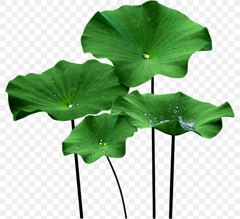 Nelumbo Nucifera Lotus Effect Leaf Clip Art, PNG, 786x750px, Nelumbo Nucifera, Aquatic Plants, Egyptian Lotus, Flower, Jerusalem Artichoke Download Free