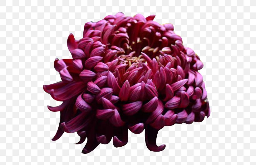 U4e2du56fdu83cau82b1 Chrysanthemum Xd7grandiflorum Four Gentlemen Ink, PNG, 650x530px, Chrysanthemum Xd7grandiflorum, Chrysanthemum, Chrysanths, Cut Flowers, Dahlia Download Free