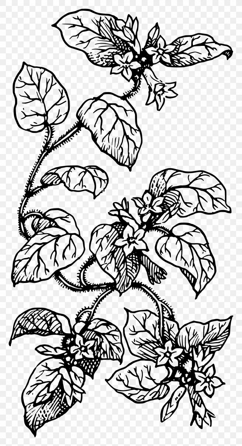Drawing Line Art Plant Clip Art, PNG, 1306x2400px, Drawing, Art, Artwork, Black, Black And White Download Free