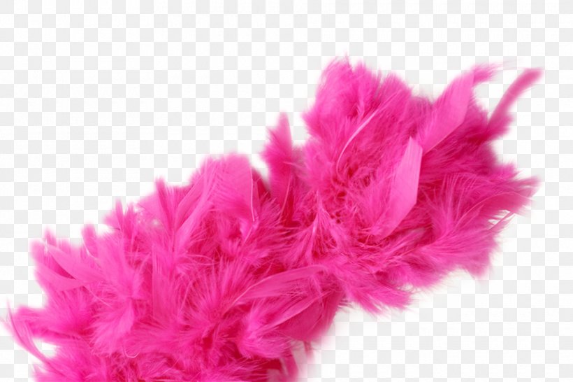 Feather Boa Header, PNG, 960x640px, Feather Boa, Bank Of America, Belief, Email, Feather Download Free