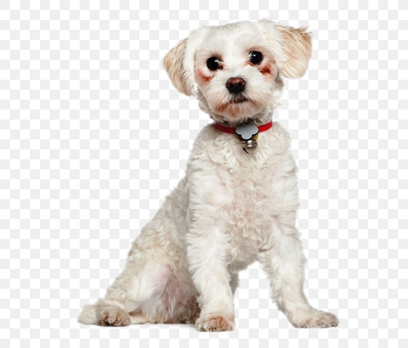 Maltese Dog Havanese Dog Bolonka Cockapoo Schnoodle, PNG, 625x699px, Maltese Dog, Bichon, Bolonka, Bulldog, Carnivoran Download Free
