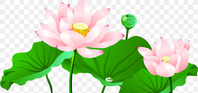Nelumbo Nucifera Lotus Pond, PNG, 977x460px, Nelumbo Nucifera, Annual Plant, Aquatic Plant, Flora, Floral Design Download Free