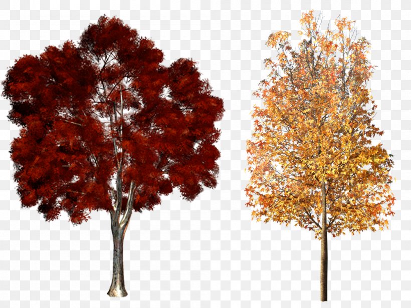 Tree Plant Clip Art, PNG, 1000x750px, Tree, Autumn, Branch, Leaf, Maple Download Free
