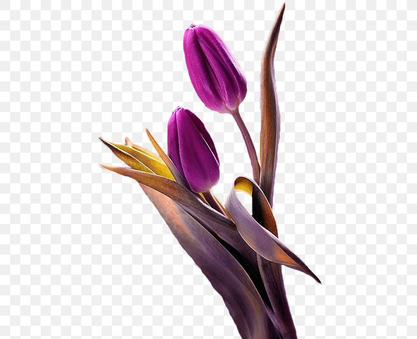 Tulip Flower Purple Plant, PNG, 464x666px, Tulip, Color, Cut Flowers, Festival, Flower Download Free