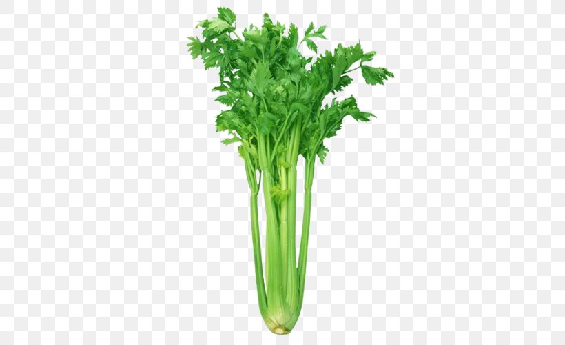 Celery Organic Food Vegetable Grocery Store, PNG, 500x500px, Celery, Apiaceae, Apium, Botanical Name, Carrot Download Free