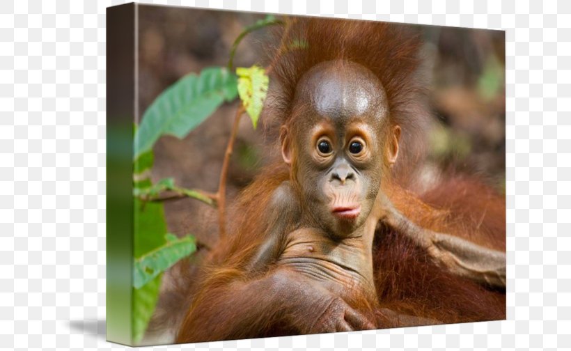 Chimpanzee Borneo Primate Bornean Orangutan Sumatran Orangutan, PNG, 650x504px, Chimpanzee, Animal, Ape, Bornean Orangutan, Borneo Download Free