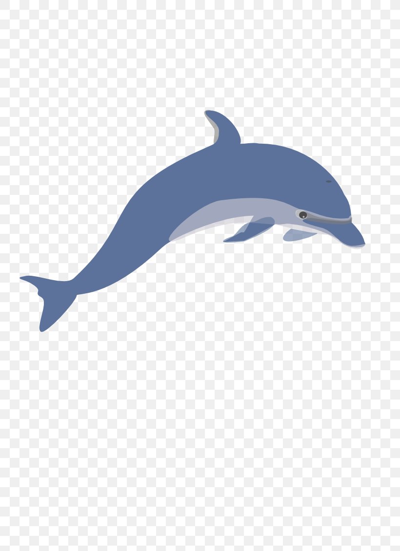 Common Bottlenose Dolphin Tucuxi Clip Art, PNG, 800x1131px, Common Bottlenose Dolphin, Beak, Bottlenose Dolphin, Cetacea, Dolphin Download Free