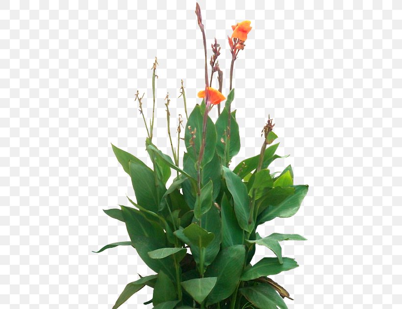 Edible Canna Tree Rendering, PNG, 445x630px, Edible Canna, Aquatic Plants, Canna, Canna Family, Canna Lily Download Free