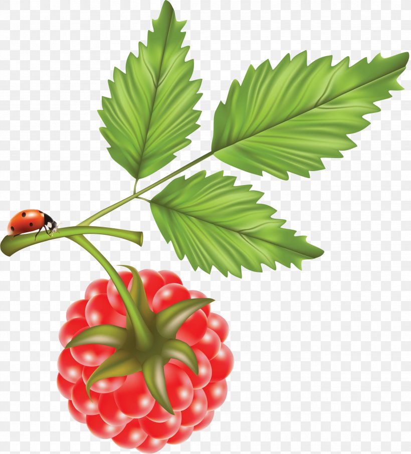 Red Raspberry Vector Graphics Image, PNG, 2610x2882px, Red Raspberry, Blackberry, Brambles, Food, Fruit Download Free