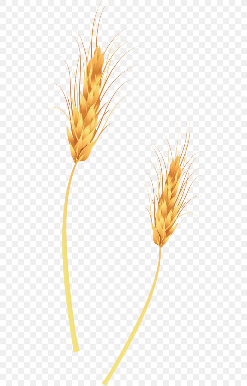 Broom-corn Wheat Ear Straw, PNG, 541x1280px, Broomcorn, Commodity, Crop, Ear, Flower Download Free