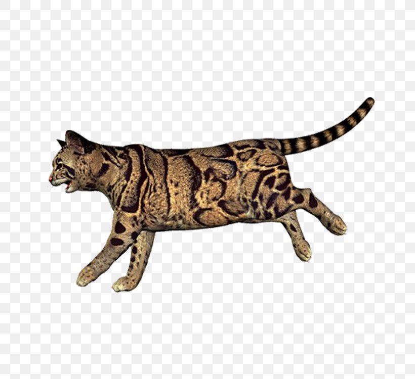 California Spangled Bengal Cat Ocicat Leopard Wildcat, PNG, 750x750px, California Spangled, Bengal Cat, Big Cats, Carnivoran, Cat Download Free