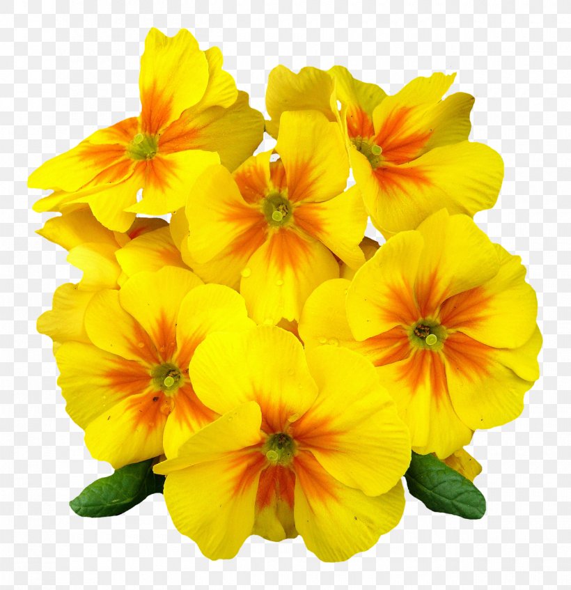 Flower Petal Clip Art, PNG, 1300x1344px, Flower, Annual Plant, Bts, Color, Cut Flowers Download Free