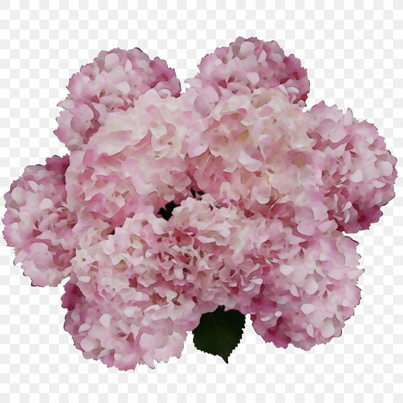 Hydrangea Cut Flowers Herbaceous Plant Shrub Petal, PNG, 1000x1000px, Watercolor, Cut Flowers, Family, Flower, Herbaceous Plant Download Free