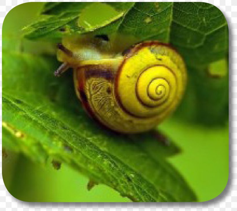 Sea Snail Schnecken Slug Terrestrial Animal, PNG, 980x874px, Snail, Animal, Escargot, Invertebrate, Molluscs Download Free